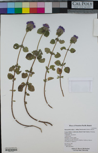 Monardella villosa subsp. franciscana image