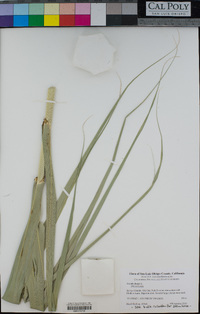 Arundo donax image