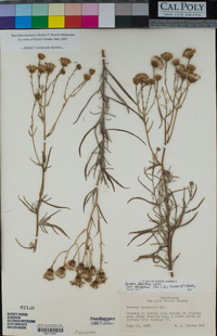 Senecio flaccidus var. douglasii image