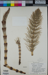 Equisetum arvense image