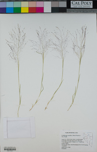 Muhlenbergia asperifolia image