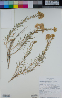 Image of Isocoma coronopifolia