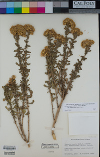 Isocoma menziesii var. vernonioides image