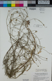 Malacothrix saxatilis var. tenuifolia image