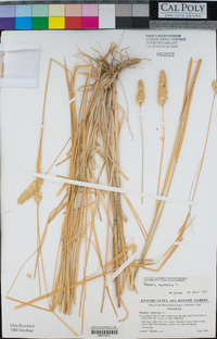 Phalaris aquatica image