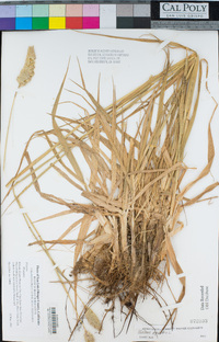 Phalaris aquatica image