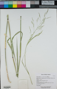 Stipa miliacea var. miliacea image