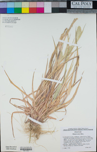 Phalaris minor image