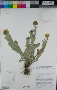 Grindelia hirsutula image