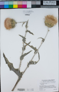 Cirsium occidentale var. californicum image