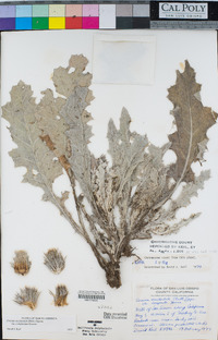 Cirsium occidentale var. compactum image