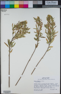 Image of Stevia lemmonii