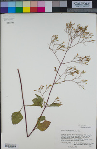Image of Stevia micradenia