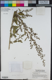 Chenopodium berlandieri image