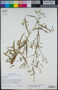 Symphyotrichum subulatum var. parviflorum image