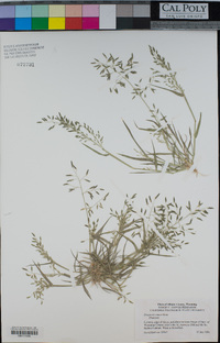 Eragrostis minor image