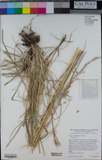 Festuca arundinacea image