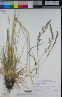 Festuca arundinacea image