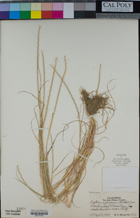 Hainardia cylindrica image