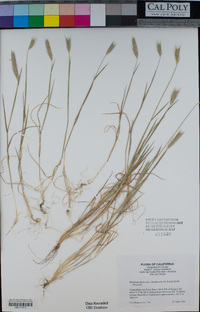 Hordeum depressum image