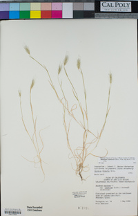 Hordeum marinum image