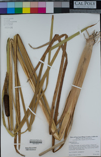 Typha latifolia image