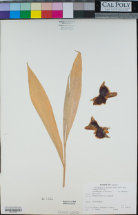 Image of Alpinia malaccensis
