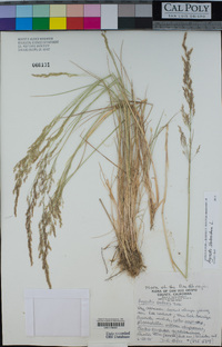 Agrostis stolonifera image