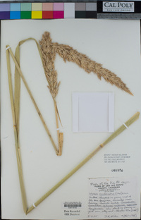 Elymus condensatus image