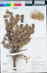Cirsium scariosum var. loncholepis image