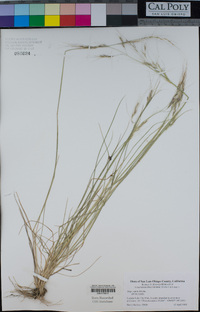 Stipa lepida image