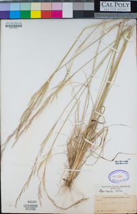 Stipa lepida image