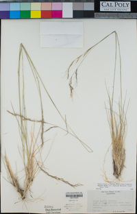 Stipa lepida image