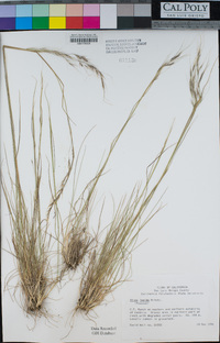 Stipa lepida image