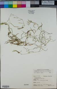 Potamogeton foliosus image