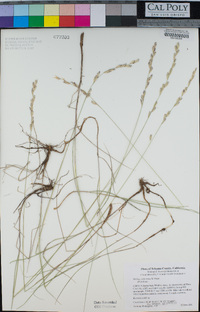 Melica californica image