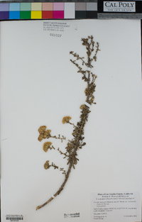 Isocoma menziesii var. vernonioides image