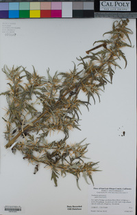 Xanthium spinosum image