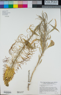 Stanleya pinnata image