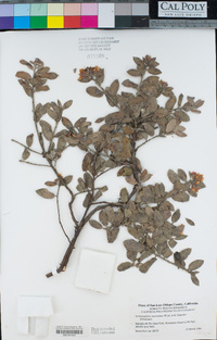 Arctostaphylos morroensis image