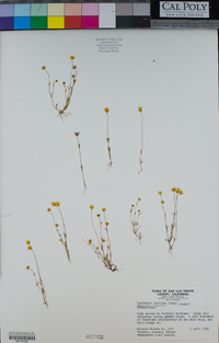 Lasthenia leptalea image