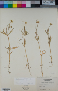 Lasthenia minor image