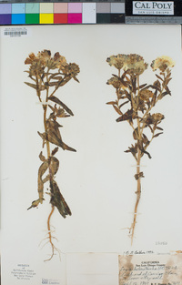 Layia heterotricha image