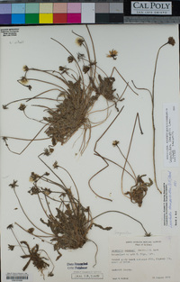 Leontodon saxatilis subsp. saxatilis image