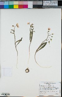 Image of Claytonia rosea