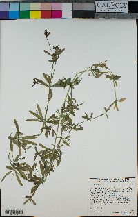 Galium aparine image