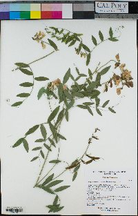 Lathyrus vestitus var. ochropetalus image