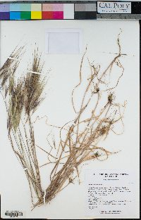 Bromus diandrus image