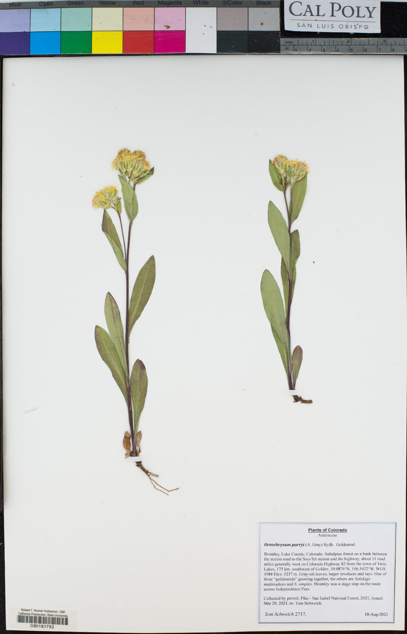 Oreochrysum image