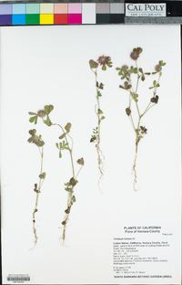 Trifolium hirtum image